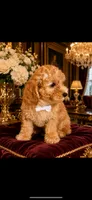 Toy Poodle white , a male Poodle - Toy  for sale in Cincinnati, OH – 1 of 1