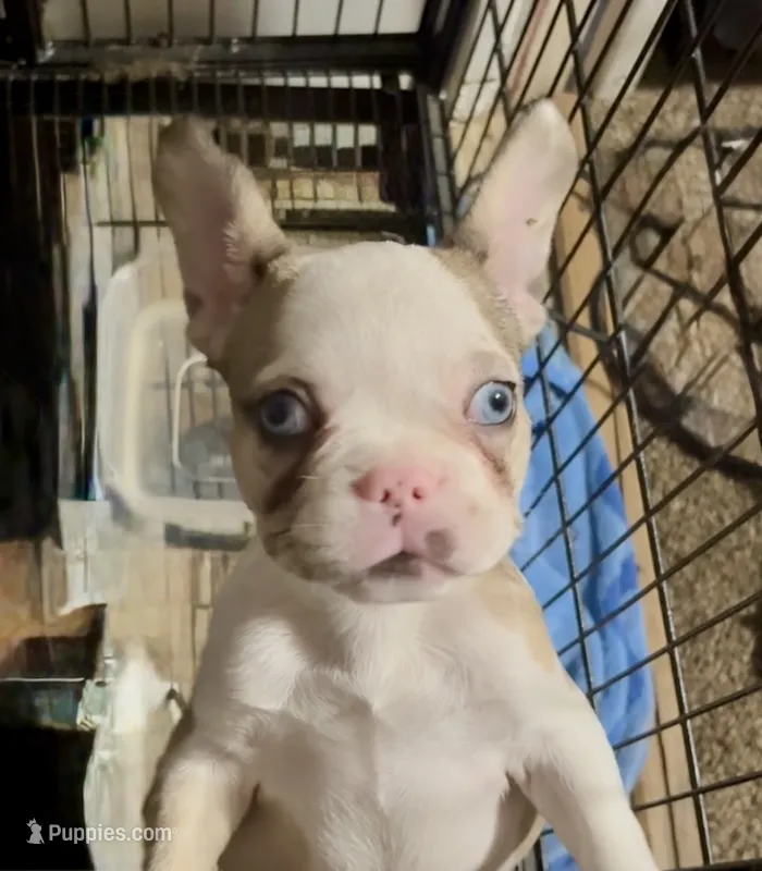 Pinky  – French Bulldog puppy for sale in Cincinnati, OH