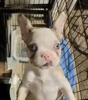 Pinky , a female French Bulldog for sale in Cincinnati, OH – 1 of 2
