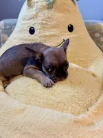 Brownie, a male French Bulldog for sale in Cincinnati, OH – 1 of 1