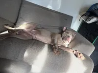 Tyson, a male American Pit Bull Terrier for sale in Atlantic City, NJ – 4 of 5
