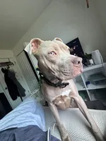 Tyson, a male American Pit Bull Terrier for sale in Atlantic City, NJ – 3 of 5
