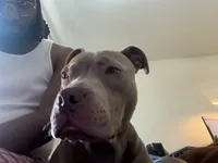 Tyson, a male American Pit Bull Terrier for sale in Atlantic City, NJ – 2 of 5