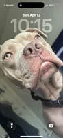 Tyson, a male American Pit Bull Terrier for sale in Atlantic City, NJ – 5 of 5