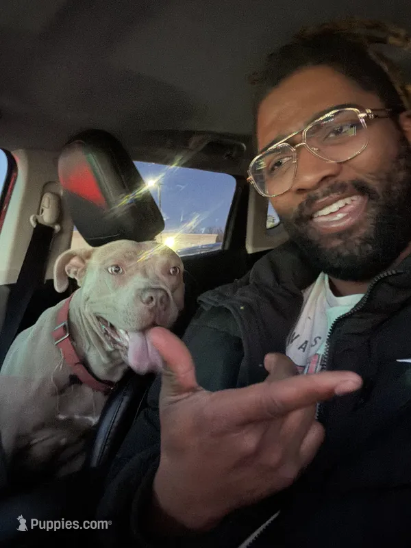 Tyson – American Pit Bull Terrier puppy for sale in Atlantic City, NJ