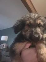 Maple, a female German Shepherd Dog and Goldendoodle for sale in Carrollton, GA – 6 of 10