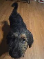 Maple, a female German Shepherd Dog and Goldendoodle for sale in Carrollton, GA – 8 of 10