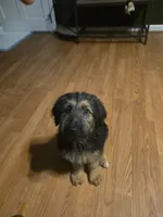 Maple, a female German Shepherd Dog and Goldendoodle for sale in Carrollton, GA – 2 of 10