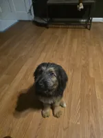 Maple, a female German Shepherd Dog and Goldendoodle for sale in Carrollton, GA – 4 of 10