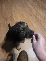 Maple, a female German Shepherd Dog and Goldendoodle for sale in Carrollton, GA – 7 of 10