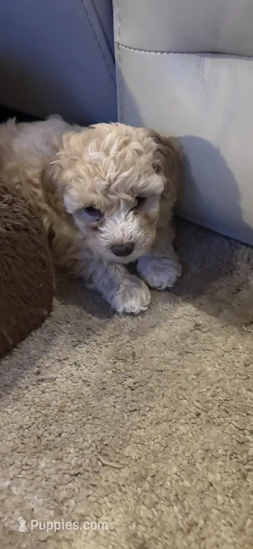 Bella – Poodle - Toy  puppy for sale in Grand Junction, CO