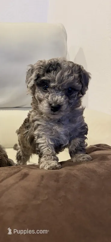 Pixie – Poodle - Toy  puppy for sale in Grand Junction, CO