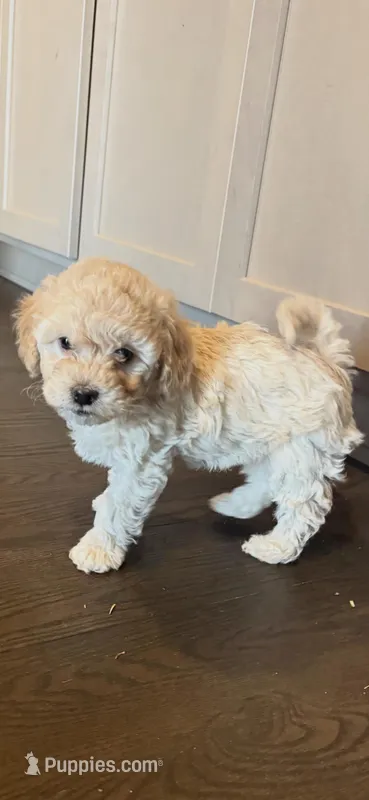 Koda – Poodle - Toy  puppy for sale in Grand Junction, CO