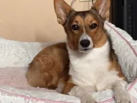 Daisy, a female Pembroke Welsh Corgi for sale in Los Angeles, CA – 2 of 8