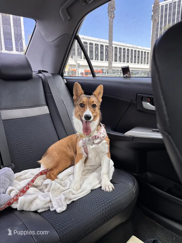 Daisy – Pembroke Welsh Corgi puppy for sale in Los Angeles, CA