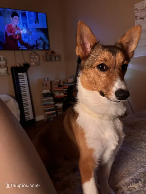 Daisy – Pembroke Welsh Corgi puppy for sale in Los Angeles, CA