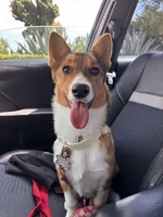 Daisy, a female Pembroke Welsh Corgi for sale in Los Angeles, CA – 5 of 8