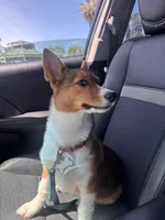 Daisy, a female Pembroke Welsh Corgi for sale in Los Angeles, CA – 8 of 8