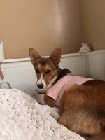 Daisy, a female Pembroke Welsh Corgi for sale in Los Angeles, CA – 4 of 8