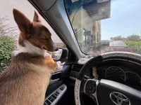 Daisy, a female Pembroke Welsh Corgi for sale in Los Angeles, CA – 3 of 8