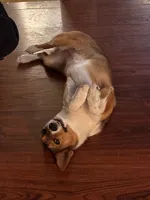 Daisy, a female Pembroke Welsh Corgi for sale in Los Angeles, CA – 6 of 8