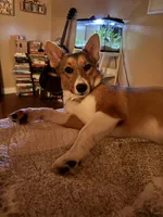 Daisy, a female Pembroke Welsh Corgi for sale in Los Angeles, CA – 7 of 8