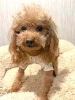 AKC Teacup Male , a male Poodle - Toy  for sale in Chandler, AZ – 1 of 4