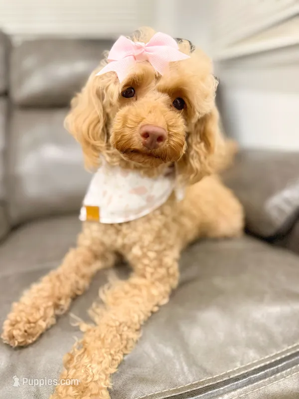 Rare Stunning Female Poodle  – Poodle - Toy  puppy for sale in Chandler, AZ