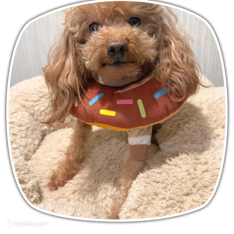 Male Poodle – Poodle - Toy  puppy for sale in Chandler, AZ
