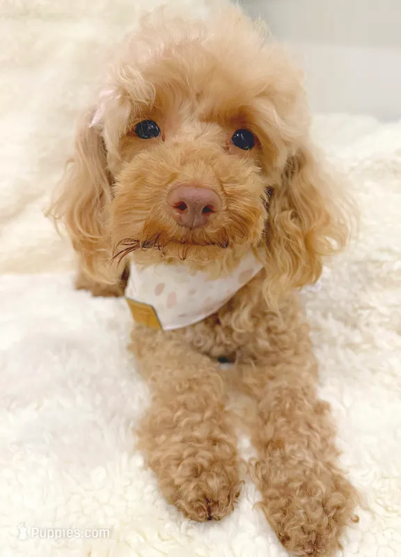 Female Poodle  – Poodle - Toy  puppy for sale in Chandler, AZ