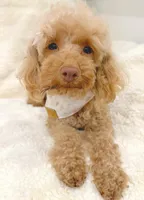 Female Poodle , a female Poodle - Toy  for sale in Chandler, AZ – 1 of 1