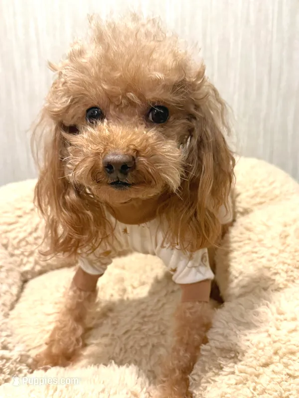 Male Poodle – Poodle - Toy  puppy for sale in Chandler, AZ