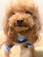 Teacup Poodle, a male Poodle - Toy  for sale in Chandler, AZ – 2 of 4