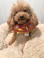 Teacup Poodle, a male Poodle - Toy  for sale in Chandler, AZ – 3 of 4