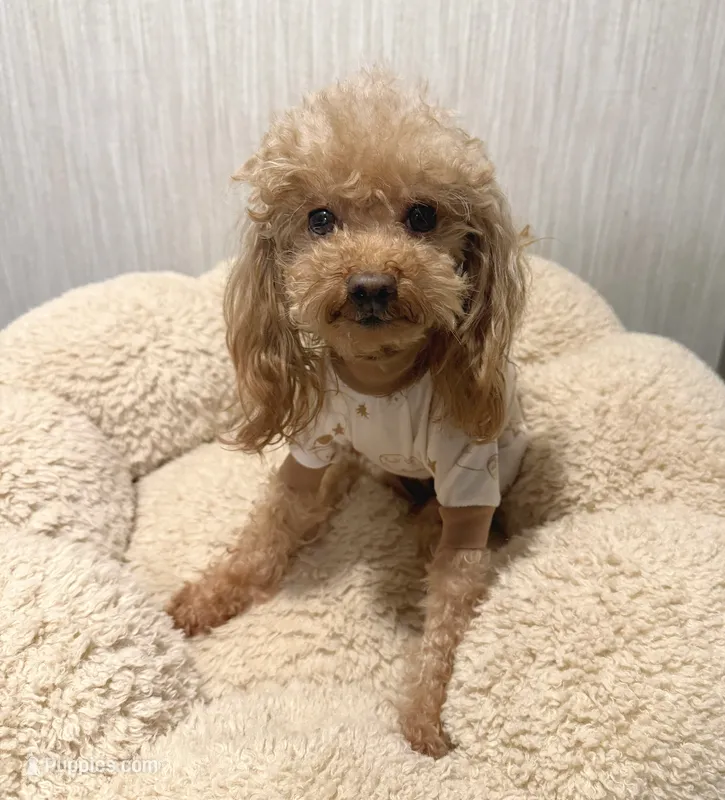 Teacup Poodle – Poodle - Toy  puppy for sale in Chandler, AZ