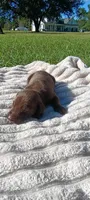 Rusty , a male Doberman Pinscher for sale in Conway, SC – 5 of 10