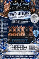 Future litter due in November and ready to go home in January , a  Doberman Pinscher for sale in Conway, SC – 1 of 5