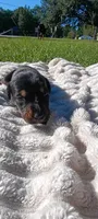 Hamilton , a male Doberman Pinscher for sale in Conway, SC – 3 of 6