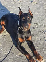 Future litter due in November and ready to go home in January , a  Doberman Pinscher for sale in Conway, SC – 5 of 5