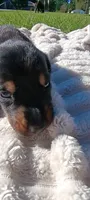 Hamilton , a male Doberman Pinscher for sale in Conway, SC – 2 of 6