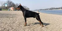 Future litter due in November and ready to go home in January , a  Doberman Pinscher for sale in Conway, SC – 3 of 5