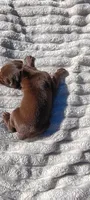Rusty , a male Doberman Pinscher for sale in Conway, SC – 3 of 10