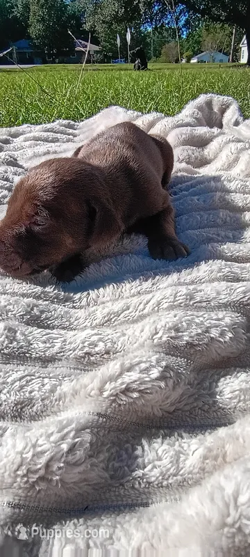 Rusty  – Doberman Pinscher puppy for sale in Conway, SC