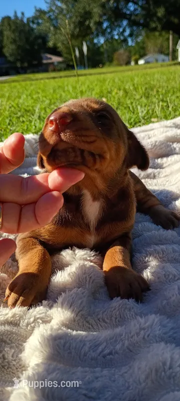 Scarlett  – Doberman Pinscher puppy for sale in Conway, SC