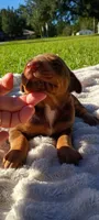 Scarlett , a female Doberman Pinscher for sale in Conway, SC – 1 of 7