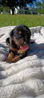 Raven , a female Doberman Pinscher for sale in Conway, SC – 2 of 8