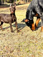 Rusty , a male Doberman Pinscher for sale in Conway, SC – 8 of 10