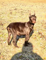 Rusty , a male Doberman Pinscher for sale in Conway, SC – 6 of 10