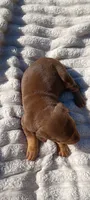 Scarlett , a female Doberman Pinscher for sale in Conway, SC – 4 of 7