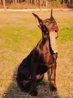 Rusty , a male Doberman Pinscher for sale in Conway, SC – 9 of 10